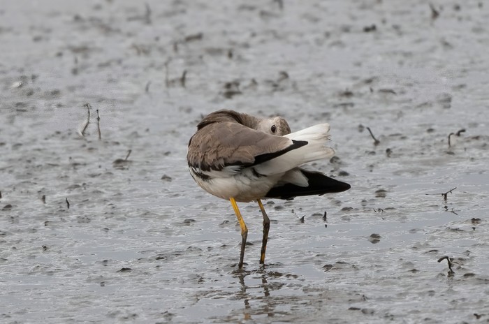 White-tailed Lapwing