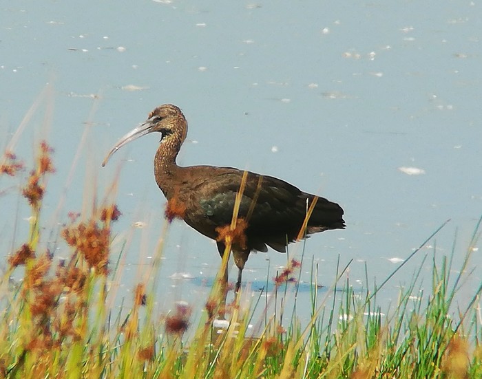 Glossy Ibis