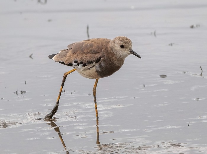 White-tailed Lapwing