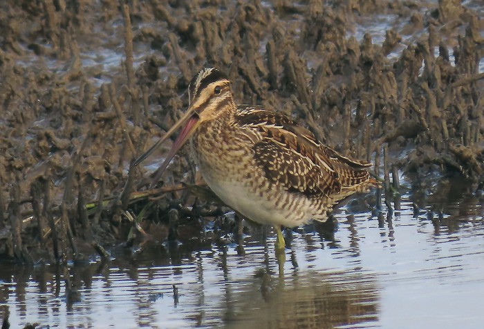 Snipe