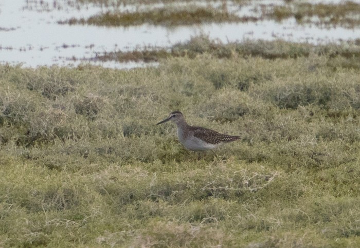 Wood Sandpiper