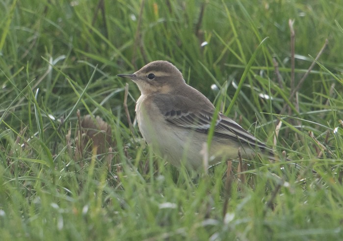 Yellow Wagtail