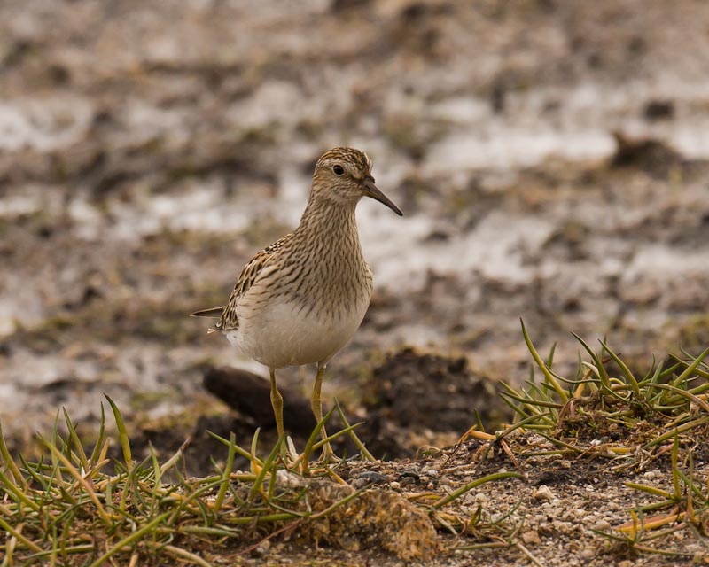 Pectoral Sandpiper