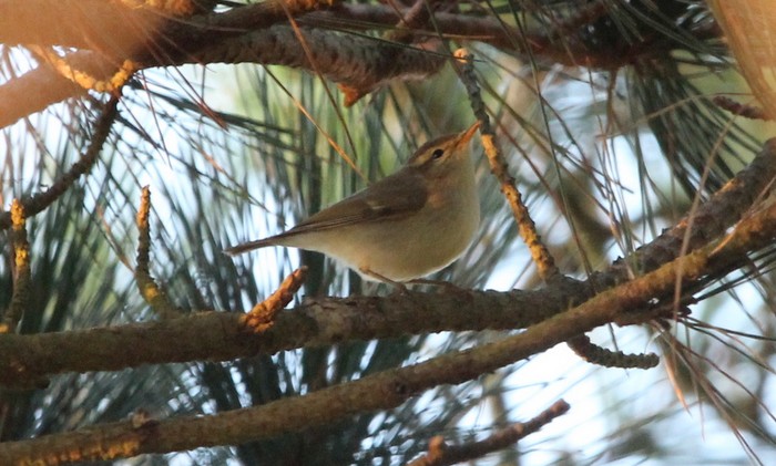 Greenish Warbler