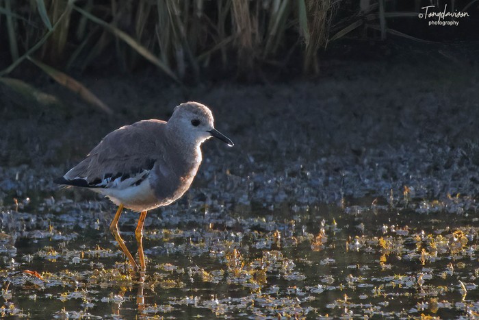 White-tailed Lapwing