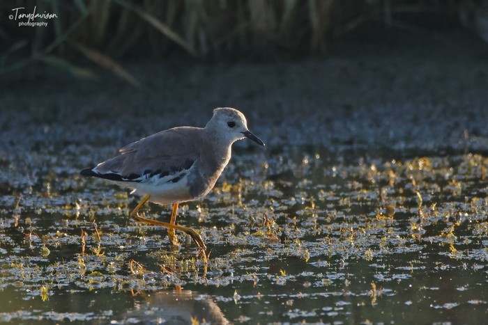 White-tailed Lapwing