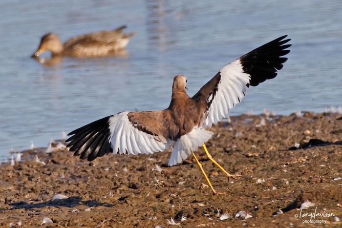 White-tailed Lapwing