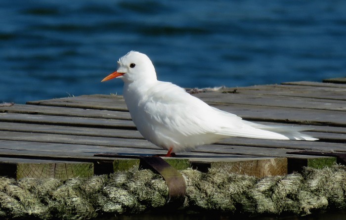 Arctic Tern