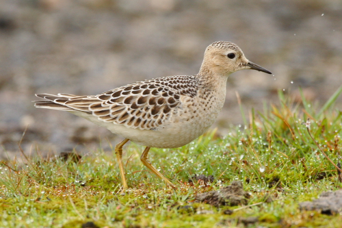 Buff-breasted Sandpiper