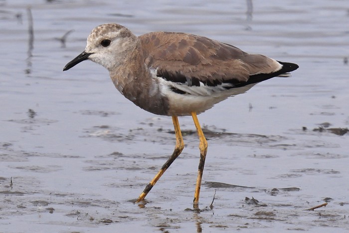 White-tailed Lapwing