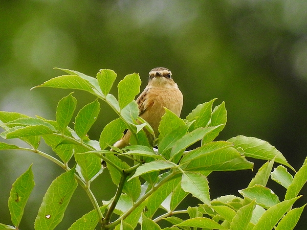 Whinchat