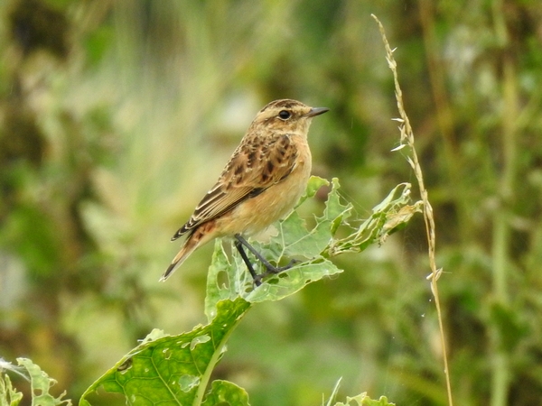 Whinchat