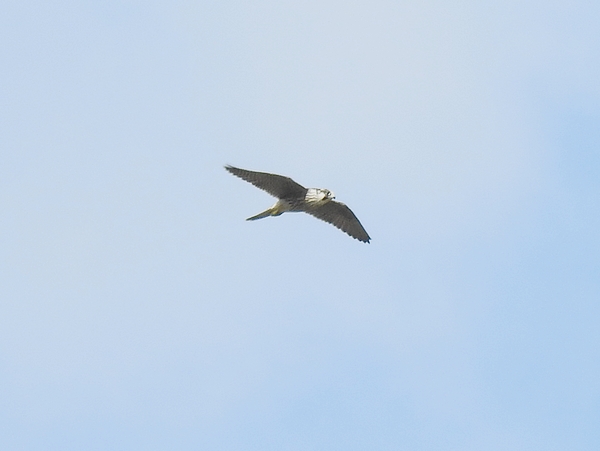 Hobby