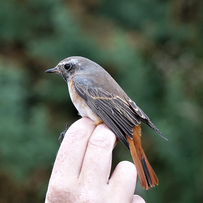 Redstart