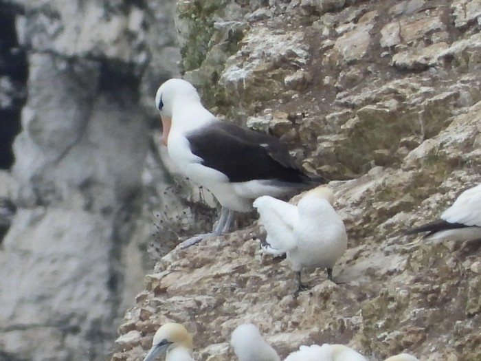 Black-browed Albatross