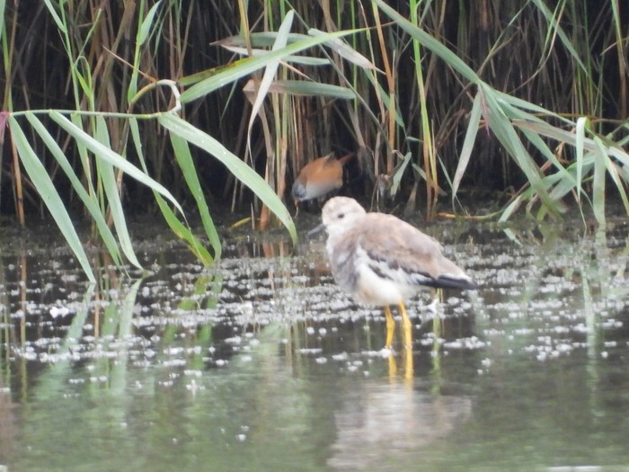 White-tailed Lapwing