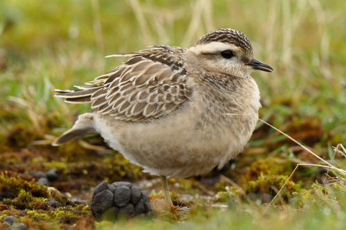 Dotterel
