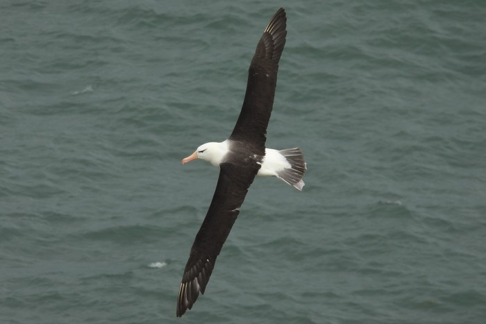 Black-browed Albatross