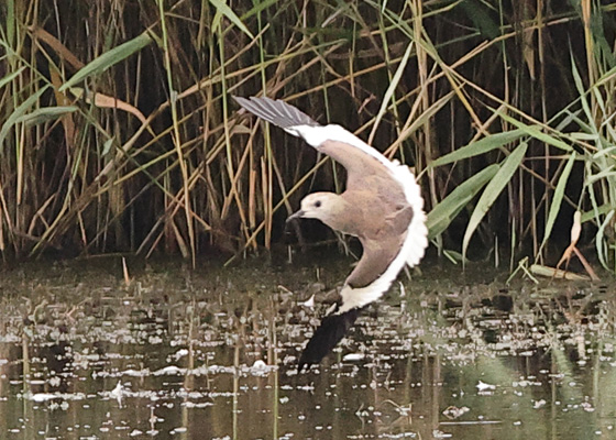 White-tailed Lapwing