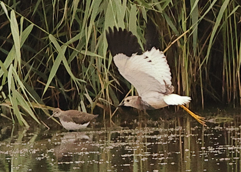 White-tailed Lapwing
