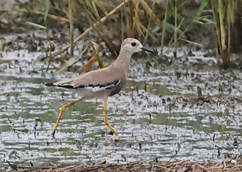 White-tailed Lapwing