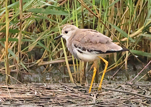 White-tailed Lapwing