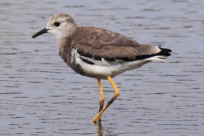 White-tailed Lapwing