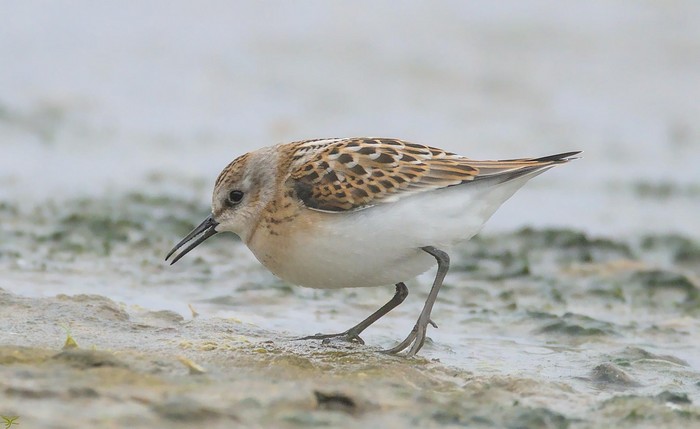 Little Stint