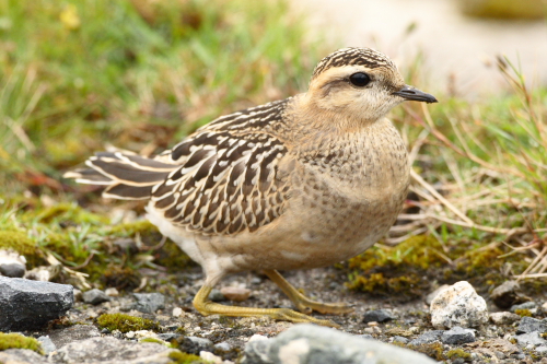 Dotterel