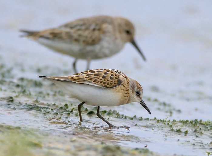 Little Stint
