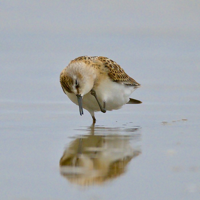 Little stint 