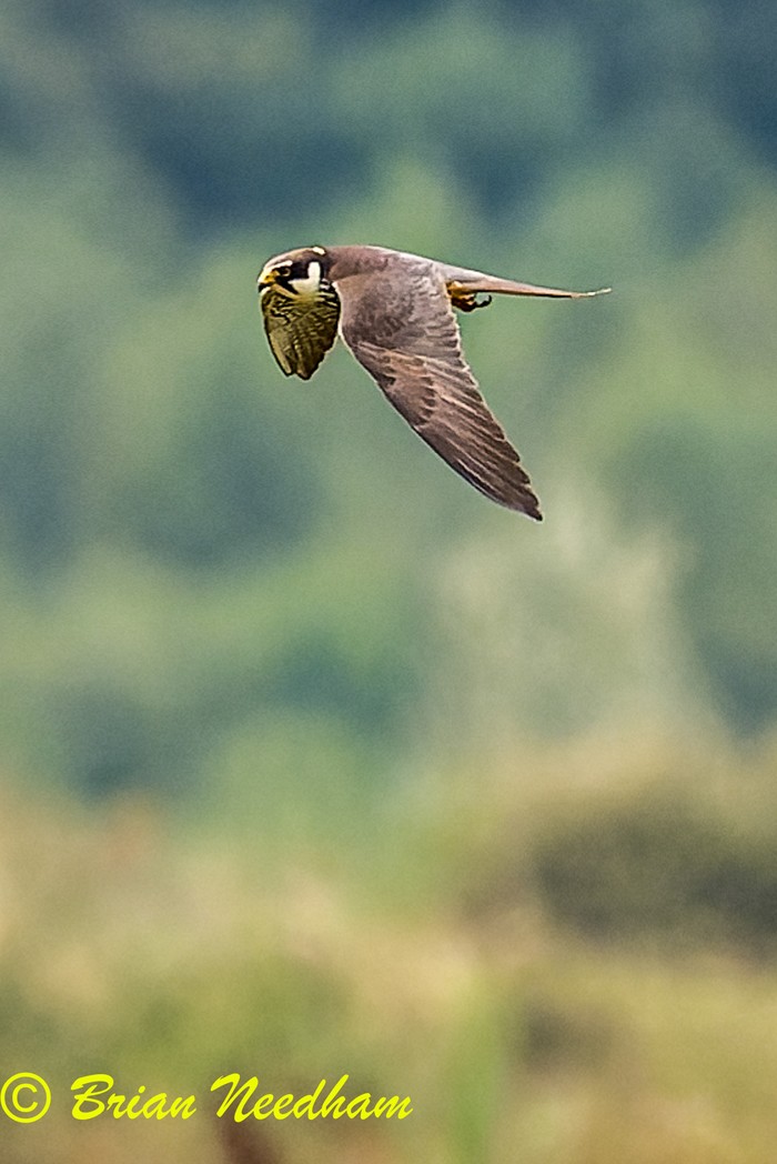 hobby