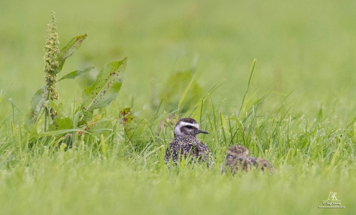 American Golden Plover