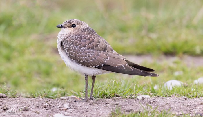 Black-winged Pratincole
