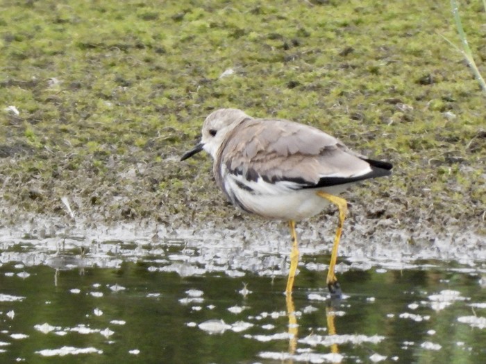 White-tailed Lapwing