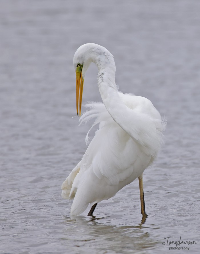 Great White Egret