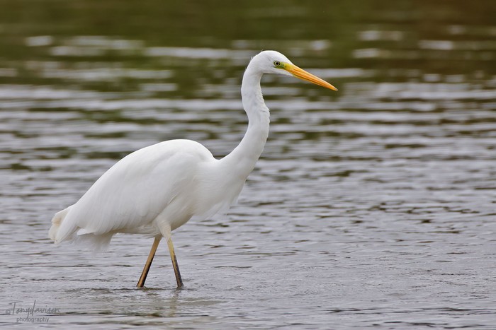 Great White Egret