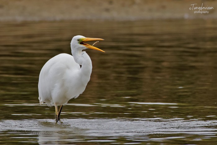Great White Egret
