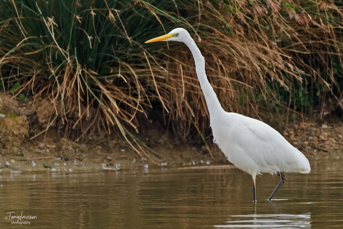 Great White Egret