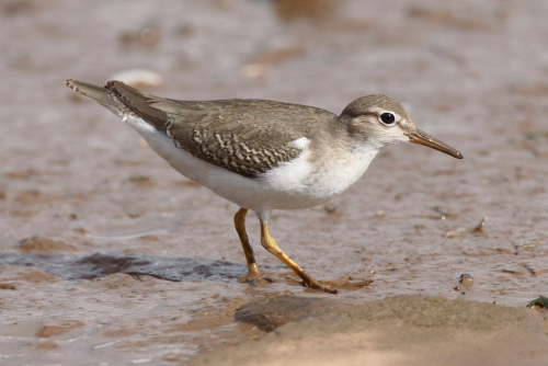 Spotted Sandpiper