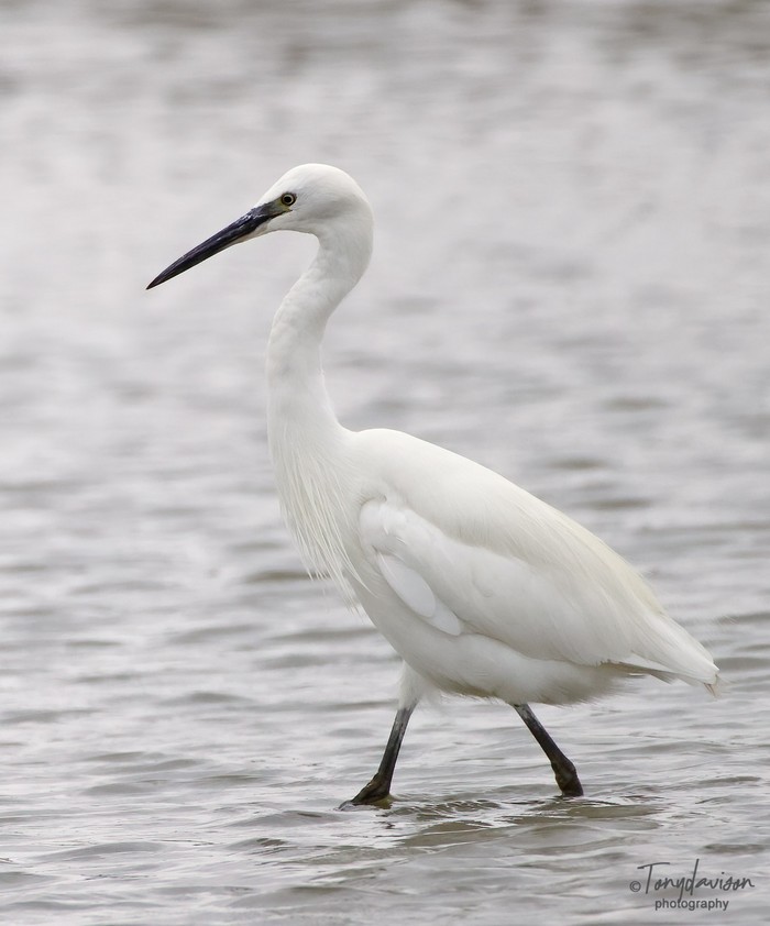 Little Egret