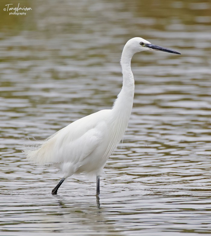 Little Egret