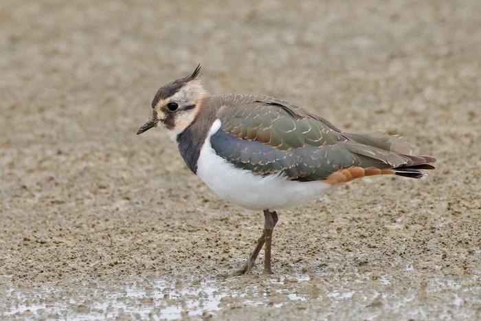 Lapwing