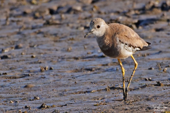 White-tailed Lapwing