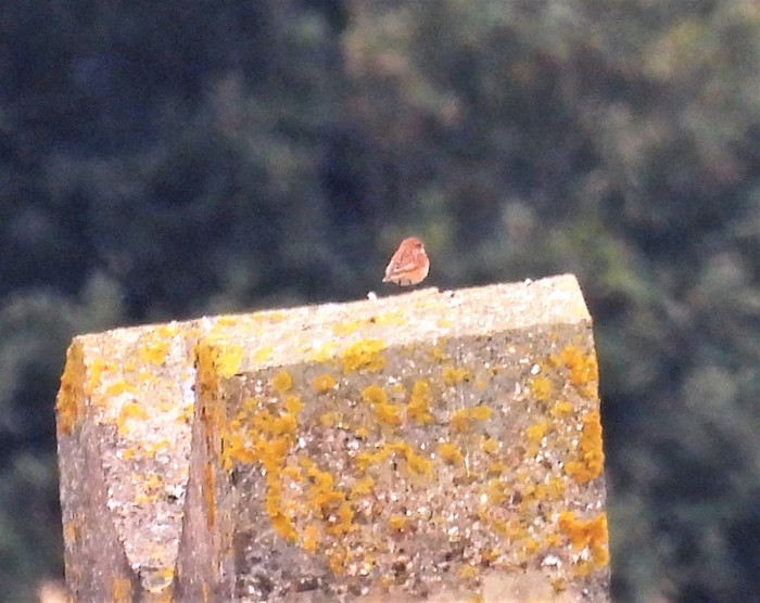 Whinchat