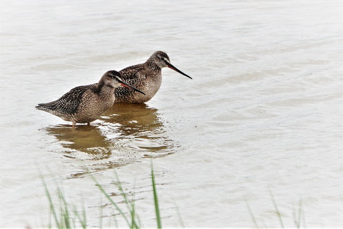 Spotted Redshank