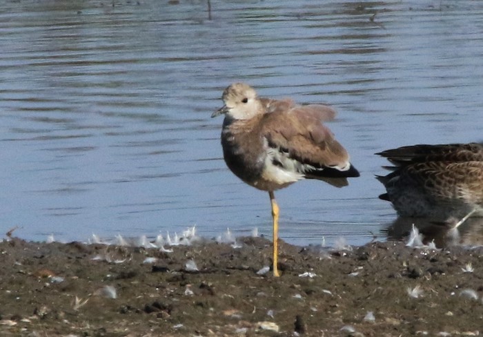 White-tailed Lapwing