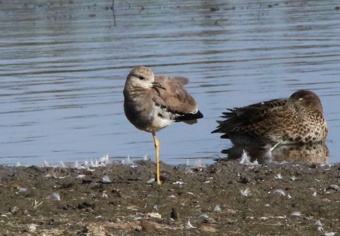 White-tailed Lapwing