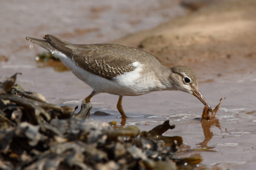Spotted Sandpiper