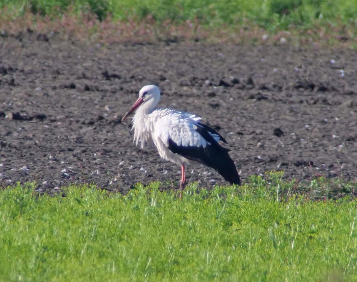 White Stork
